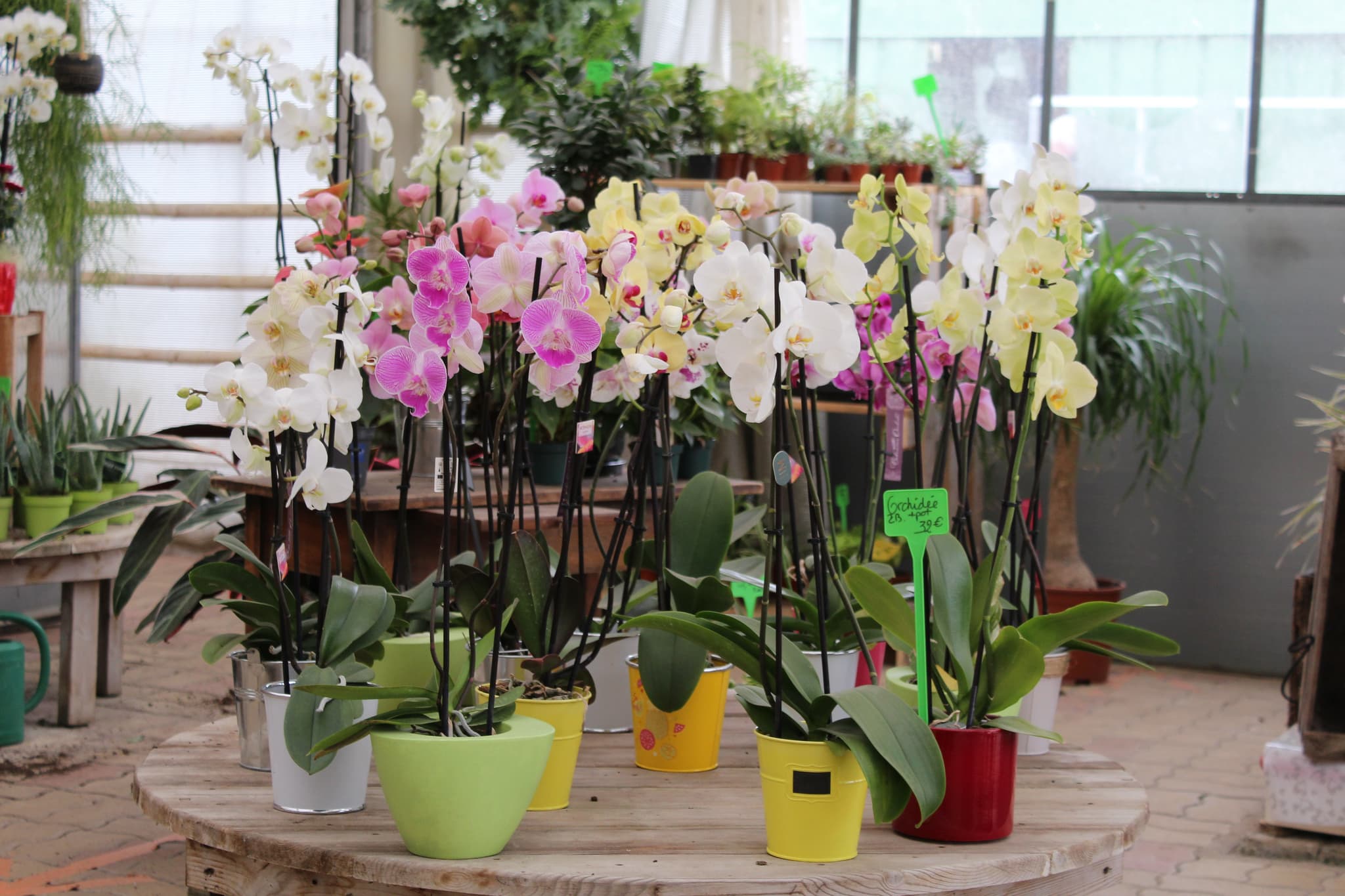 Orchidées