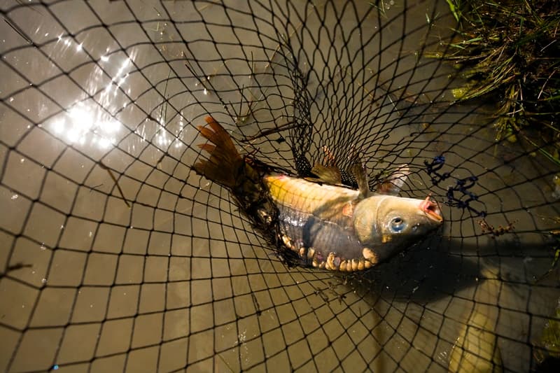 Pêche