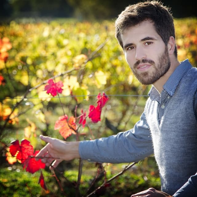Vignes