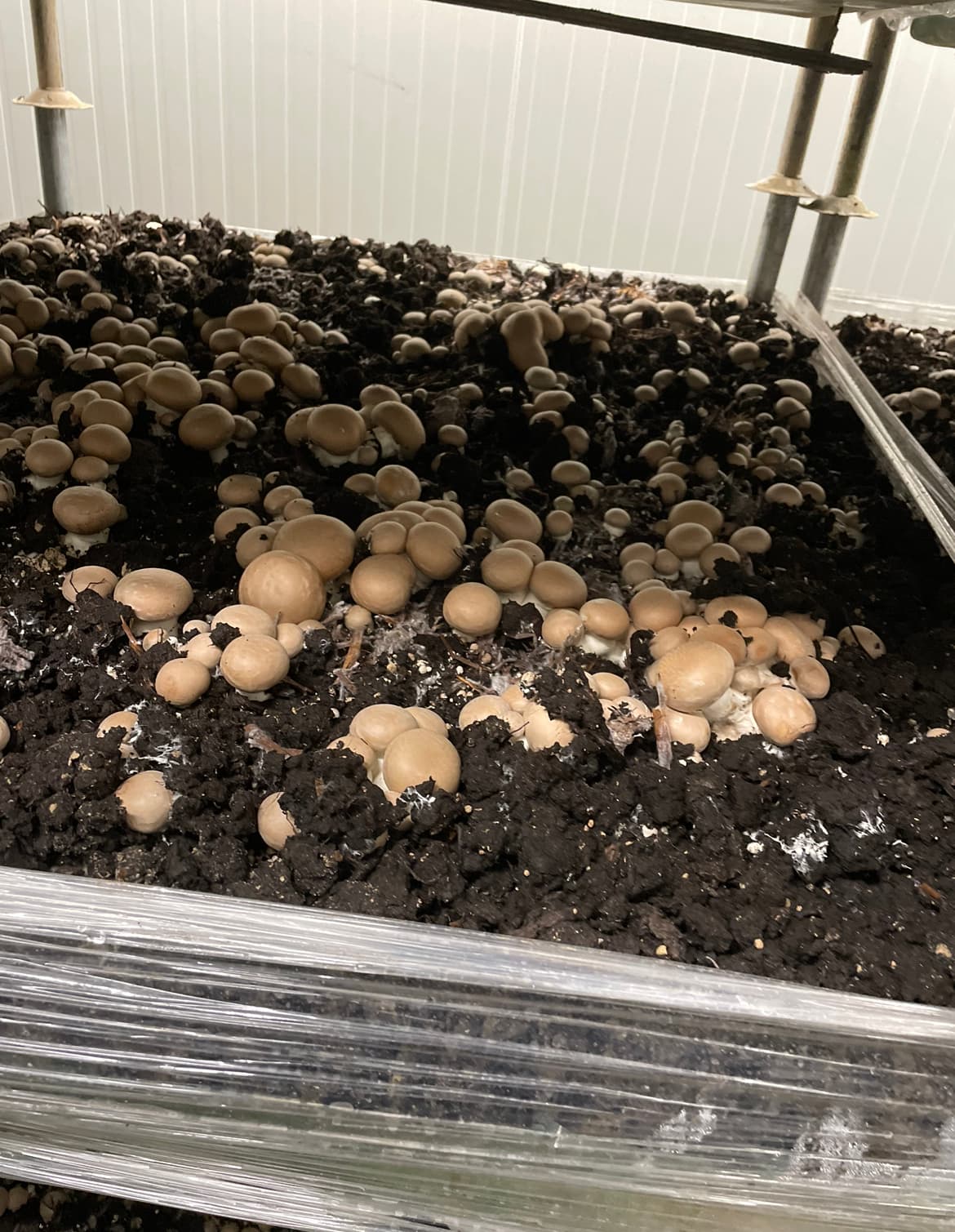 Les Champignons Beaucerons