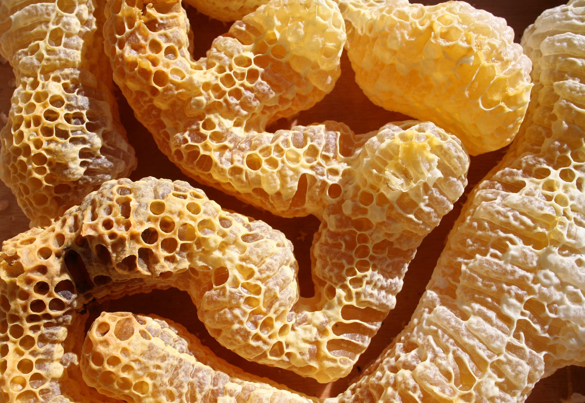 St FIRMIN SUR LOIRE - Du miel dans les salades- les alvéoles d'abeilles