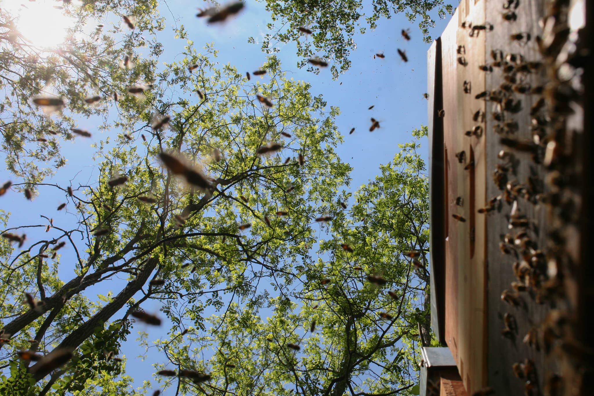 St FIRMIN SUR LOIRE - Du miel dans les salades-les abeilles
