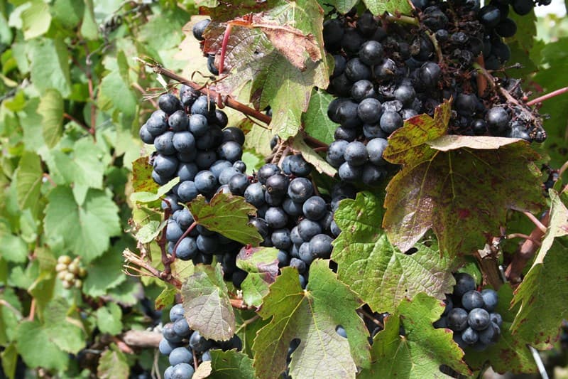 Vignoble