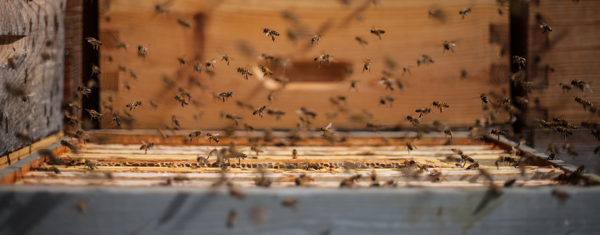 St FIRMIN SUR LOIRE - Du miel dans les salades- abeilles