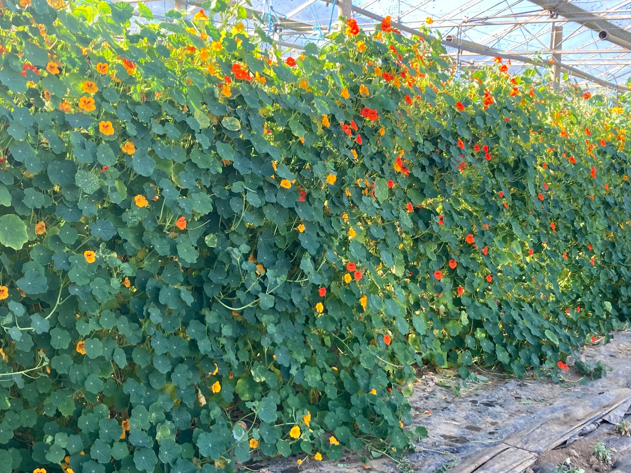 Fleurs comestibles