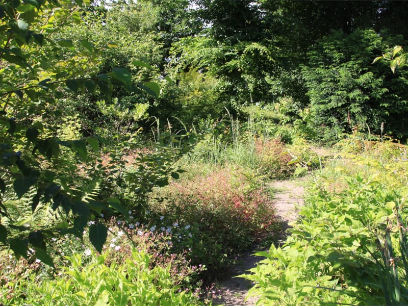 Sous-bois