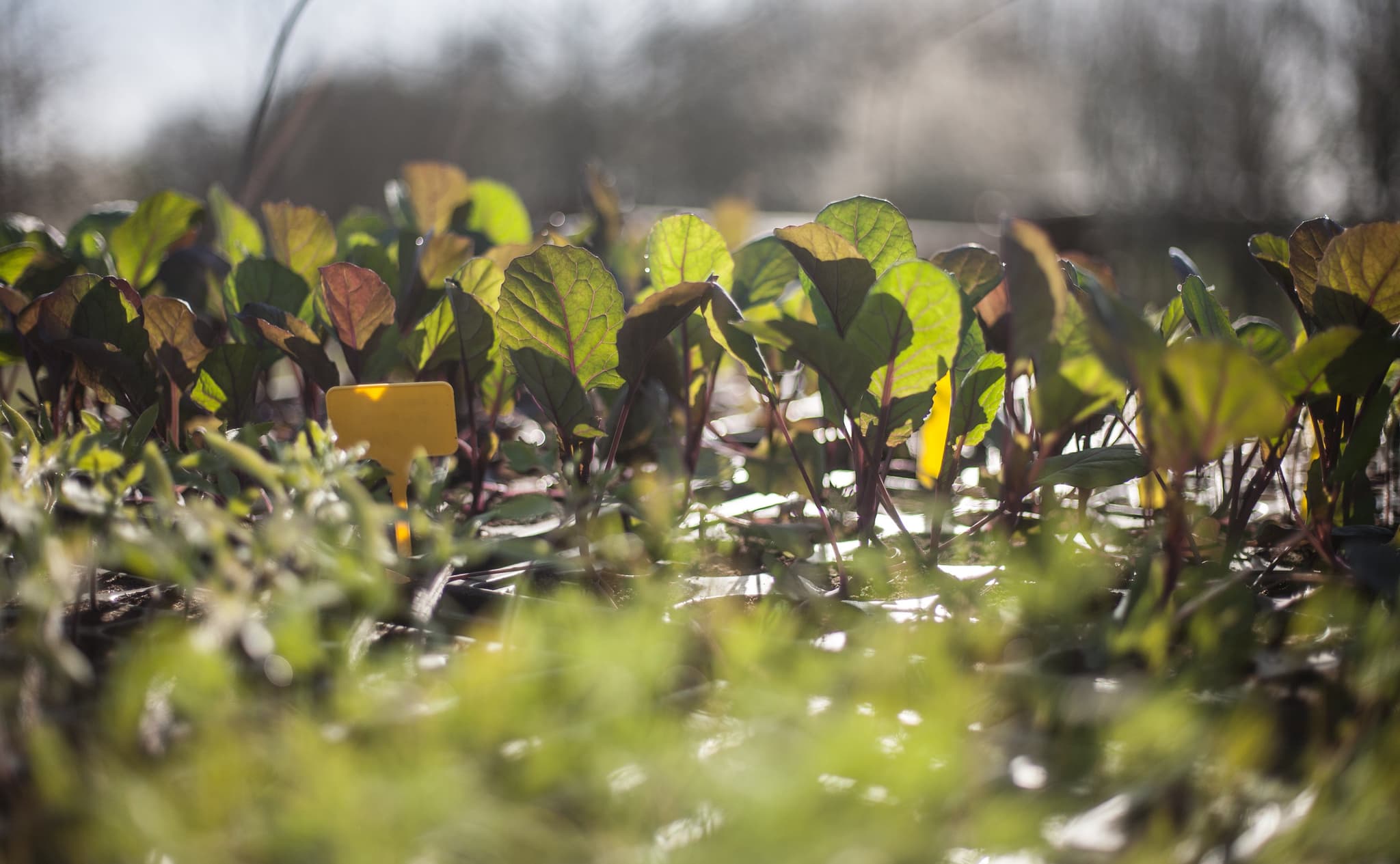 St FIRMIN SUR LOIRE - Du miel dans les salades- des betteraves
