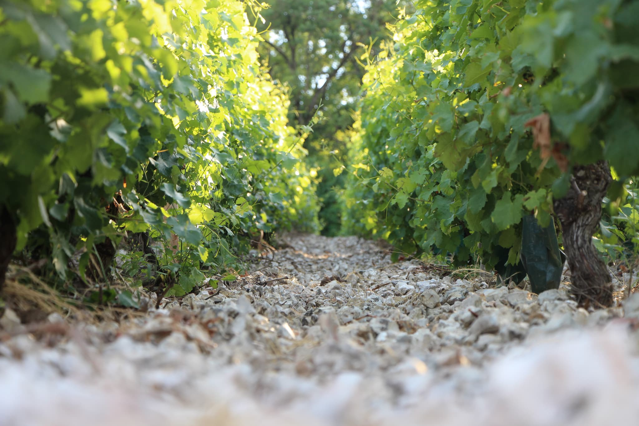 Découverte des terroirs