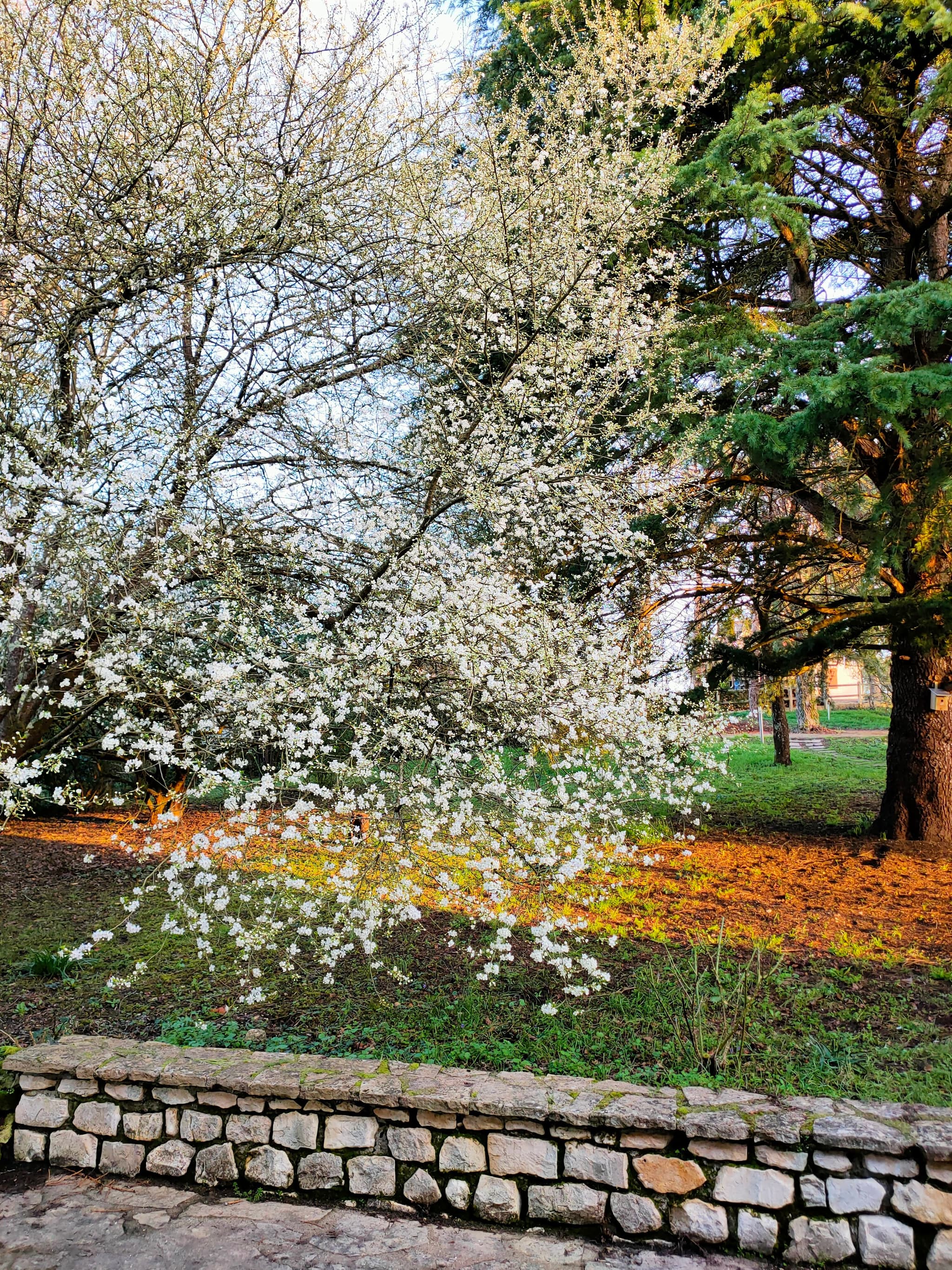 printemps chez Morphoses