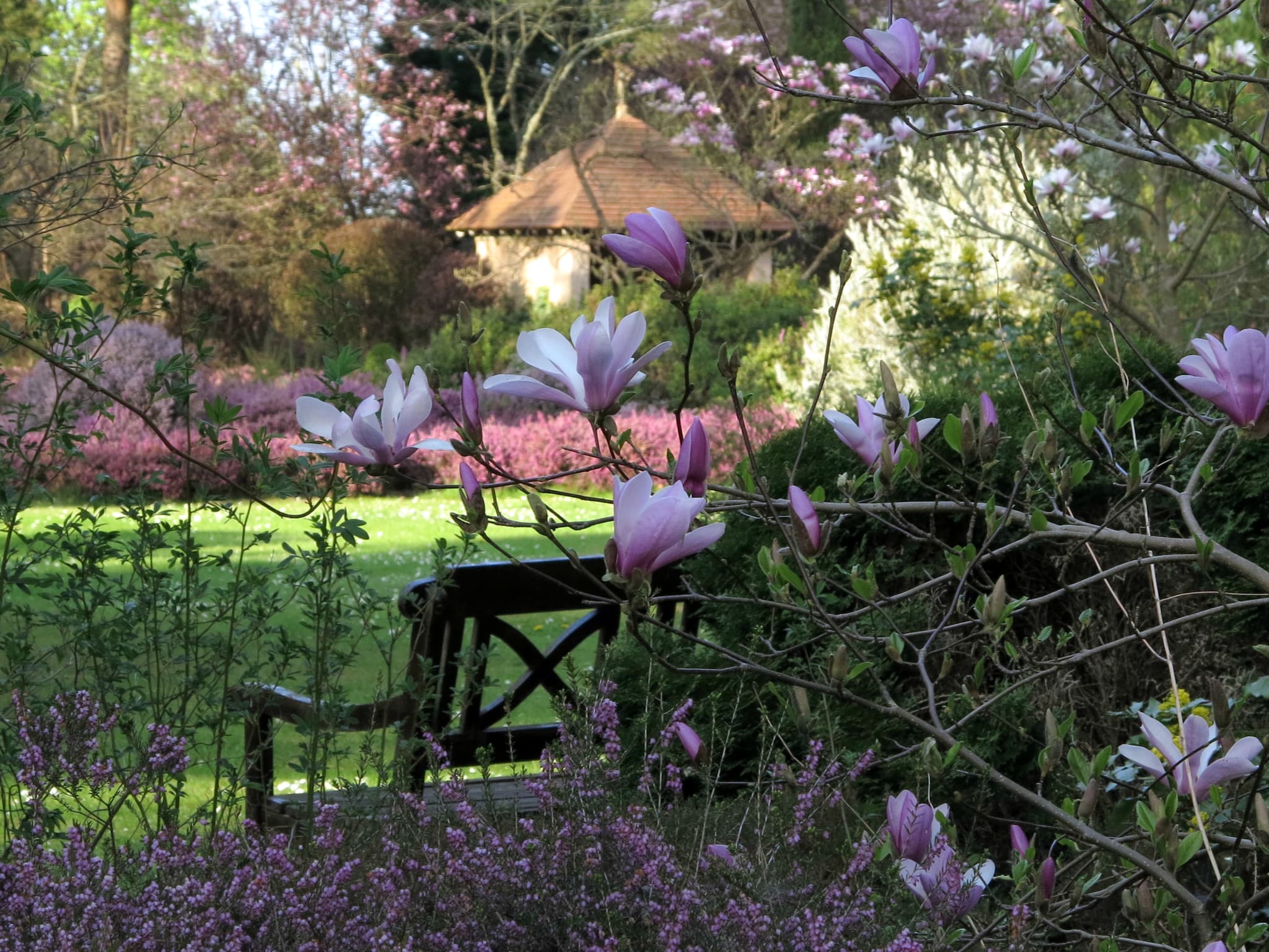 Bruyères et Magnolias