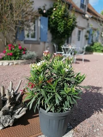 Jardin 1