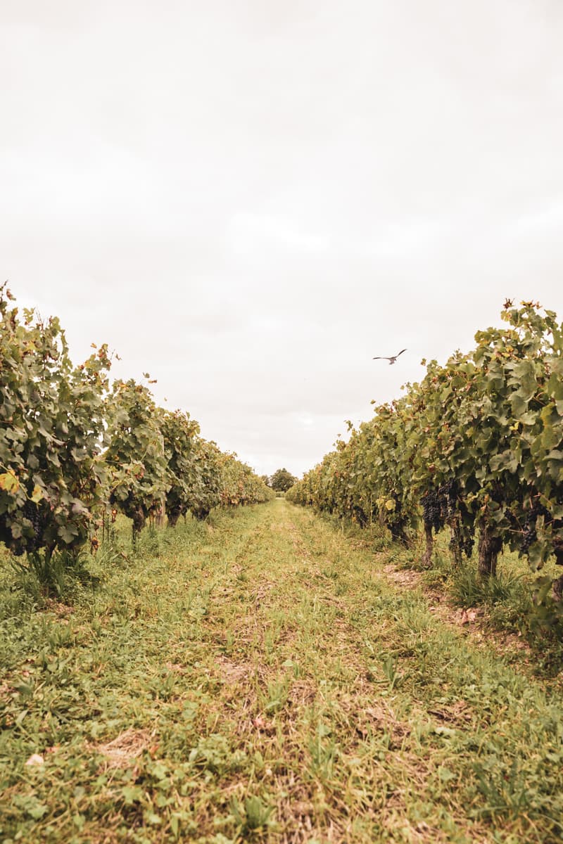 Clos Saint-Avit