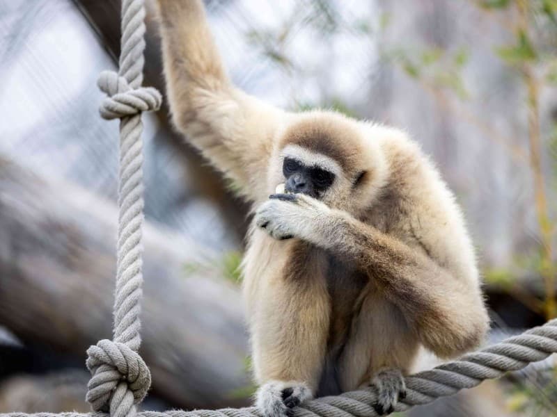 Jimmie gibbon refuge La Tanière