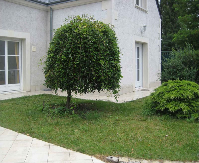 Agapanthes - Primevères