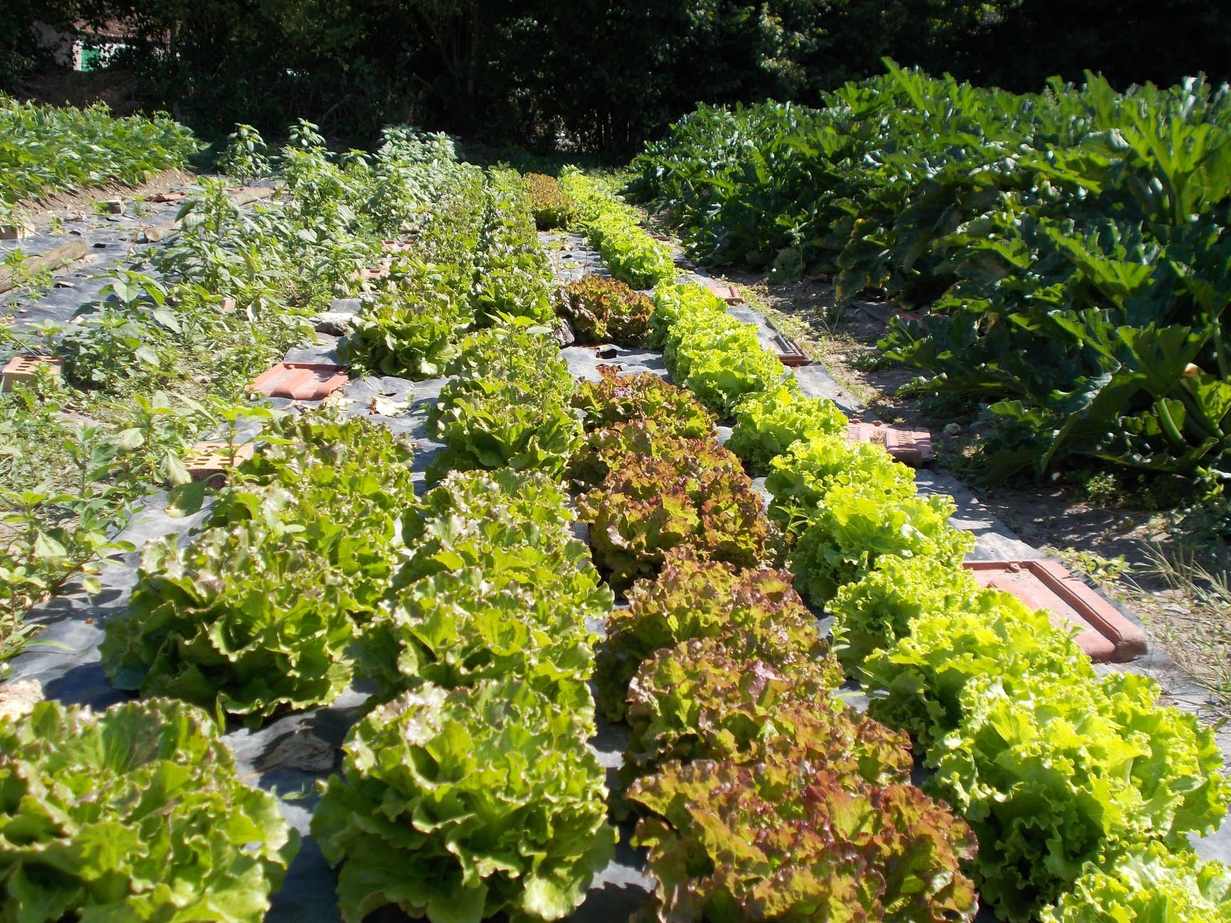 Le Jardin de Gallerands 2