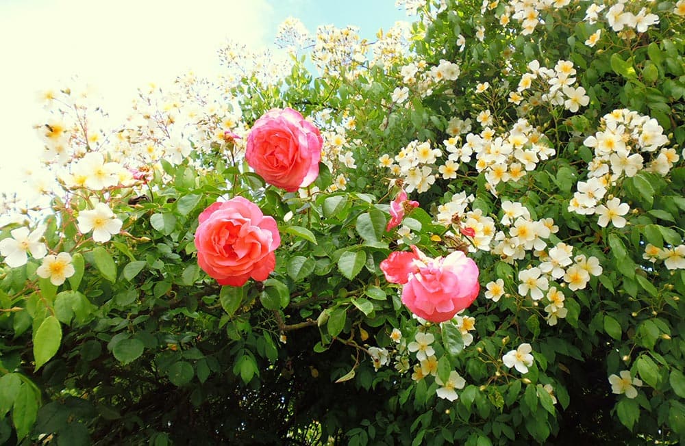 Le jardin des Plantes 01