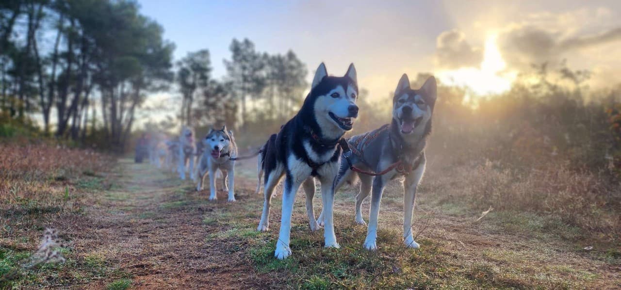 Leaders attelage cani kart Latitude Nordique