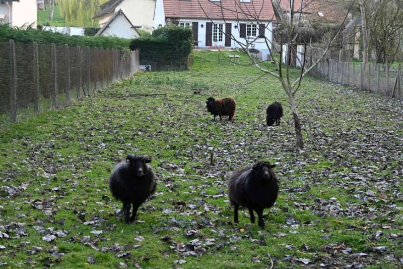 Les Moutons Espiègles