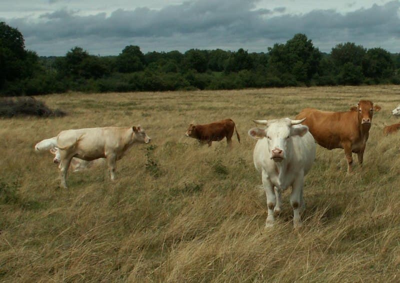 Les communaux de Rosnay