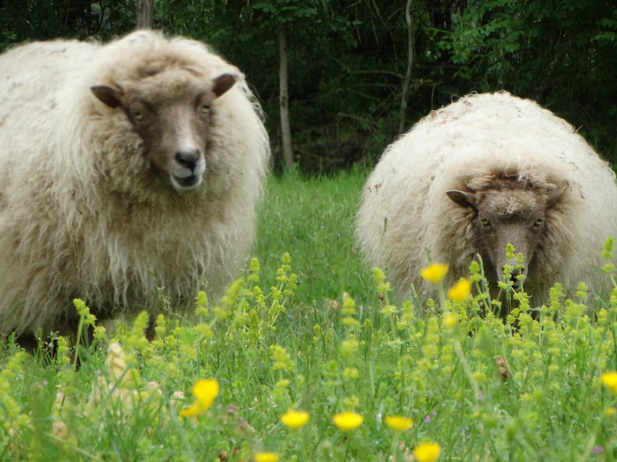 Les moutons dans le pré