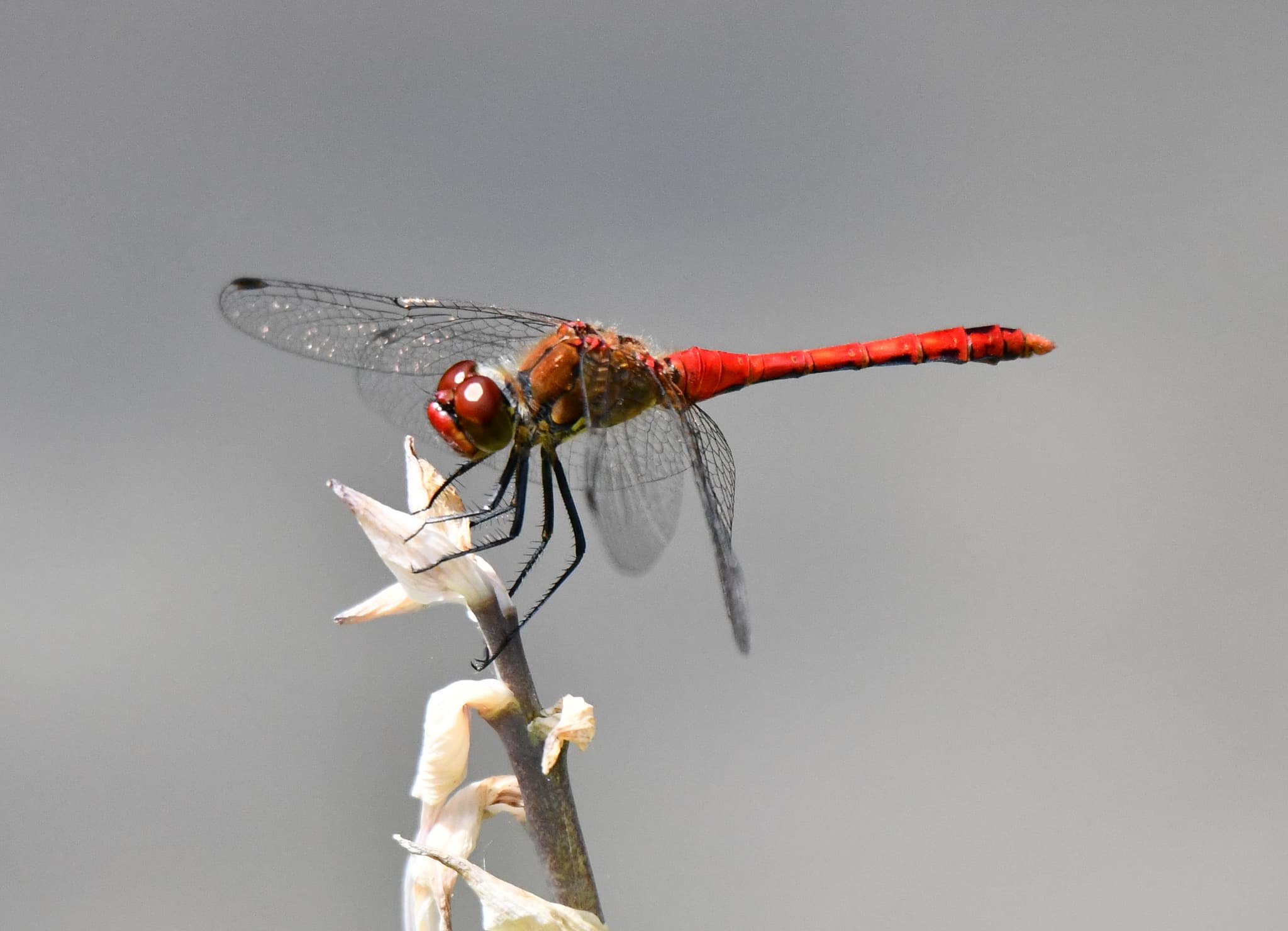 Libellule