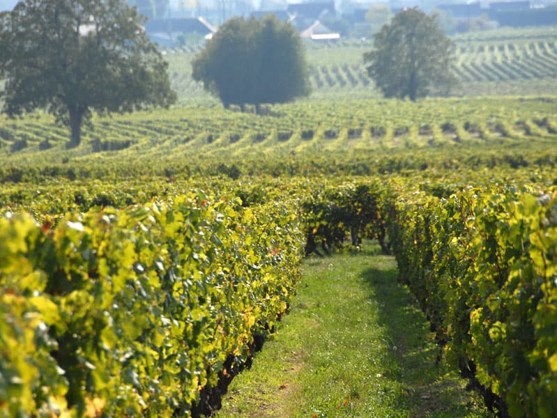 Maison Audebert - Vignoble de Bourgueil, France.