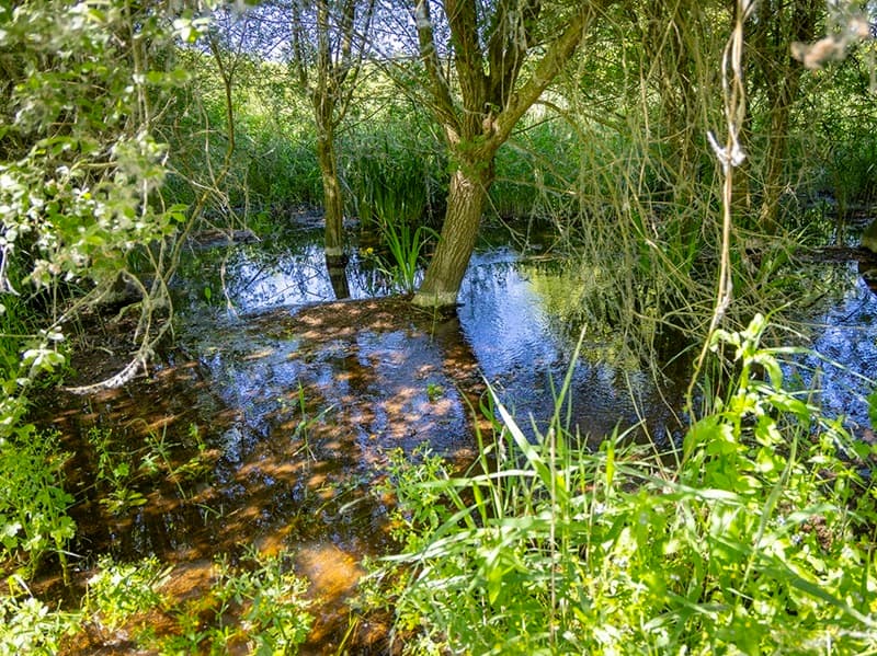 Marais de Taligny