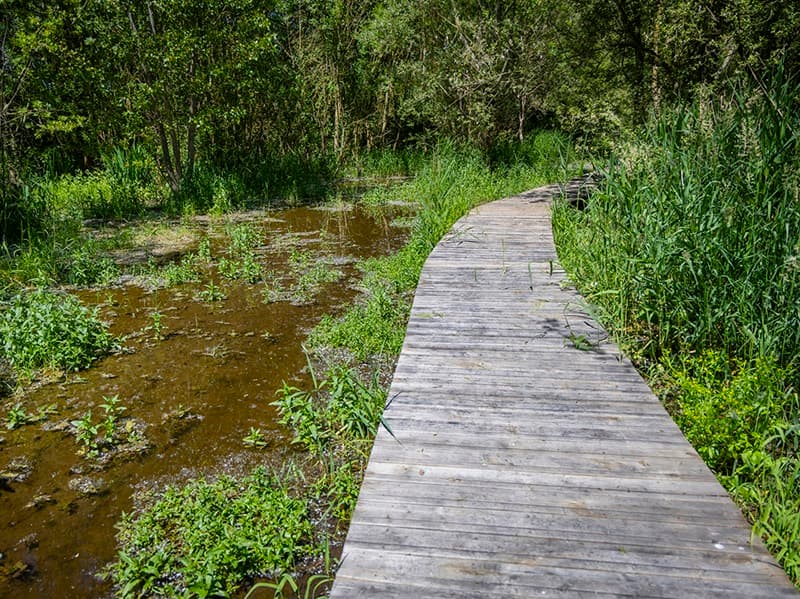 Marais de Taligny