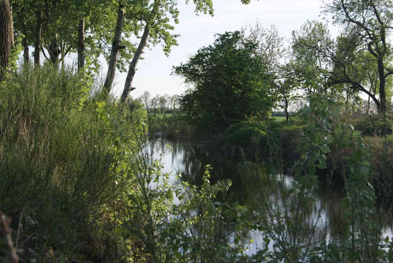 Mare En Pleine Nature