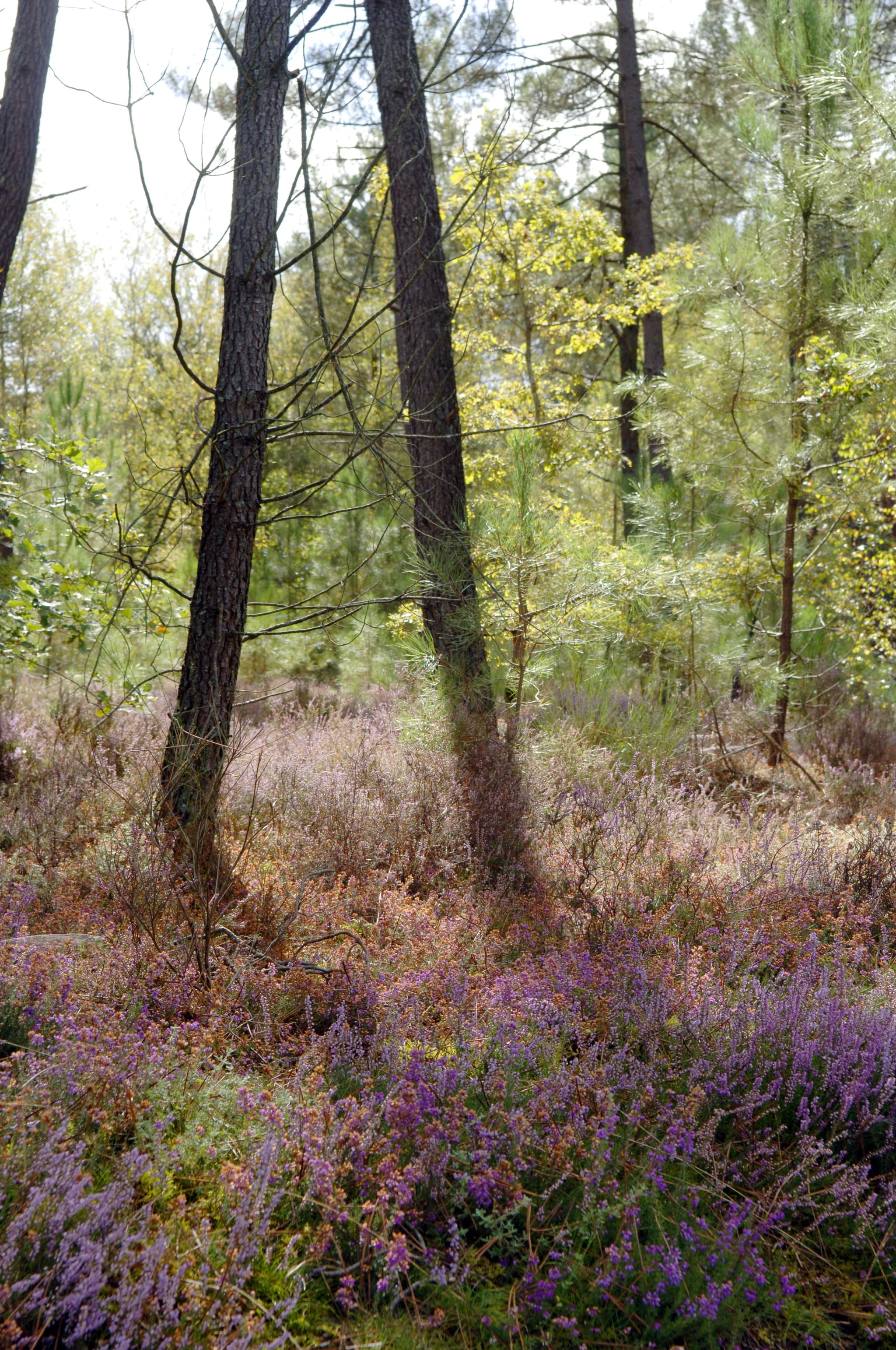 Tourbiere des landes