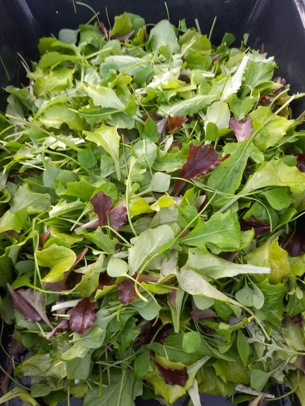 Mesclun