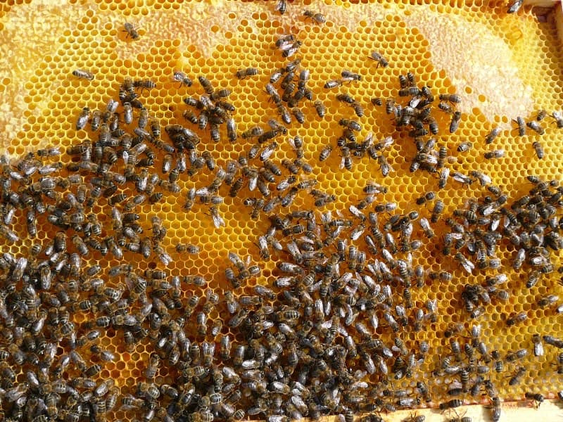 Le monde des abeilles