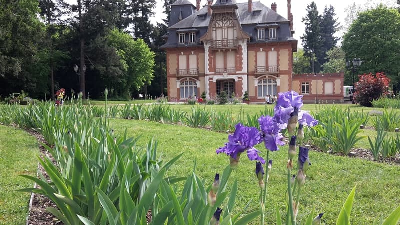 Morchène Iris 5