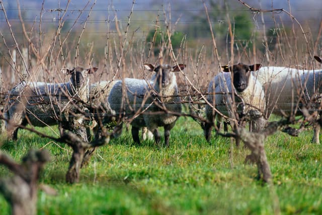 Les moutons du Clos Roussely