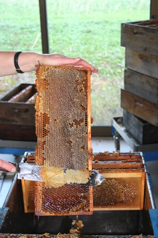 Musee_apiculture_02
