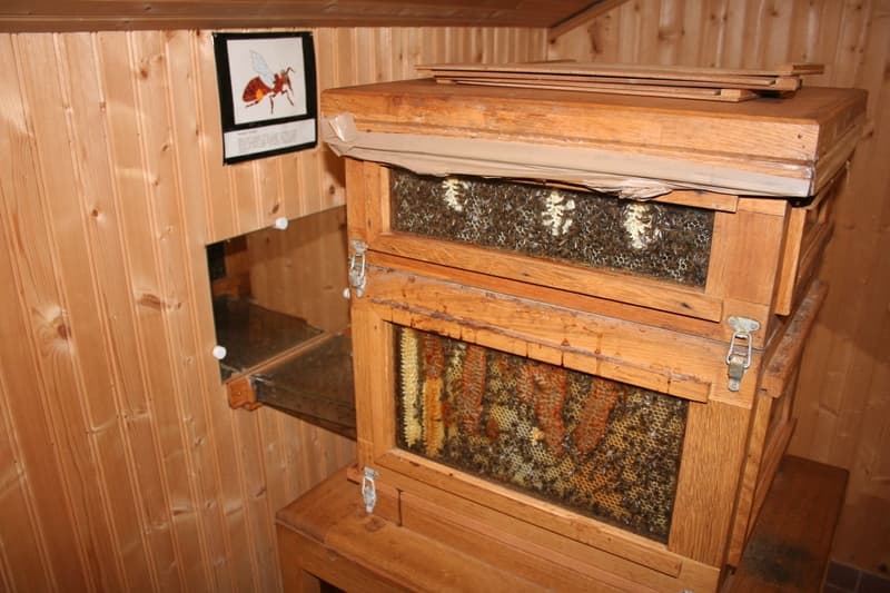 Musee_apiculture_03