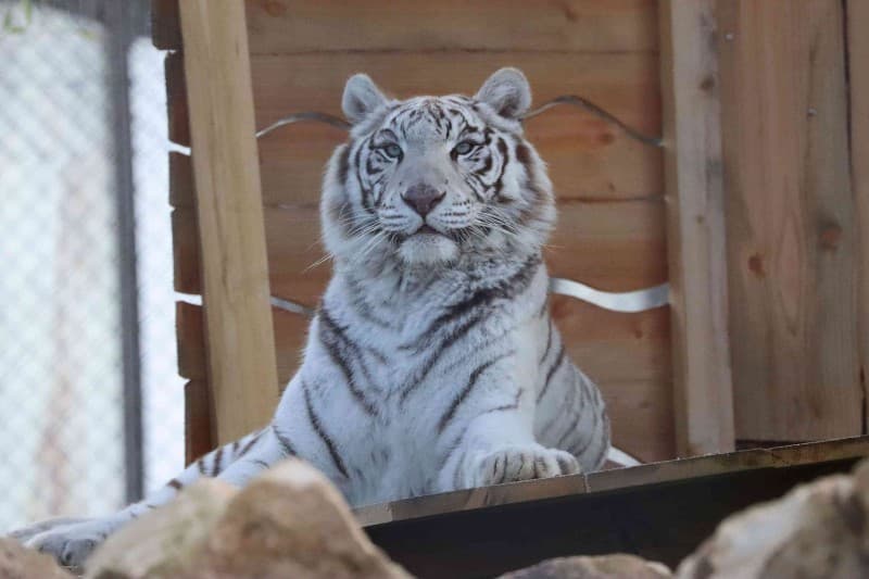 Natcha tigresse blanche refuge La Tanière