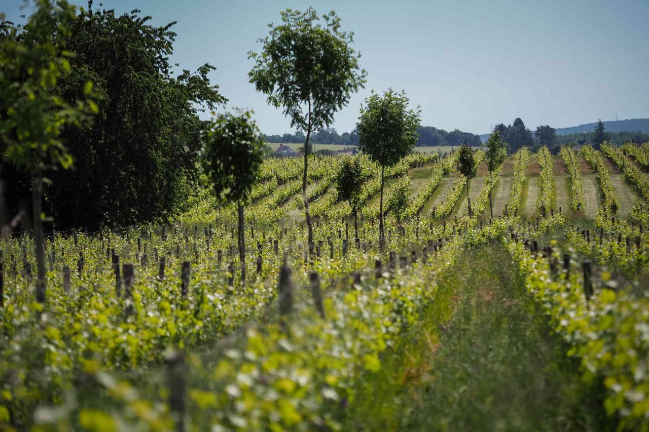 Nos vignes