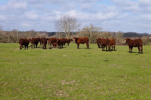 Ferme du Hallier