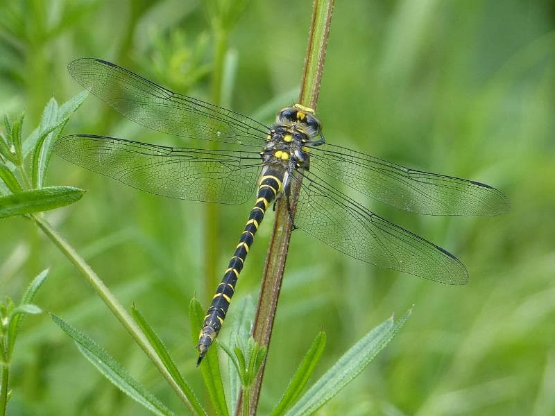 Odonates-Cordulegaster-boltonii - Stage CPIE Brenne-Berry