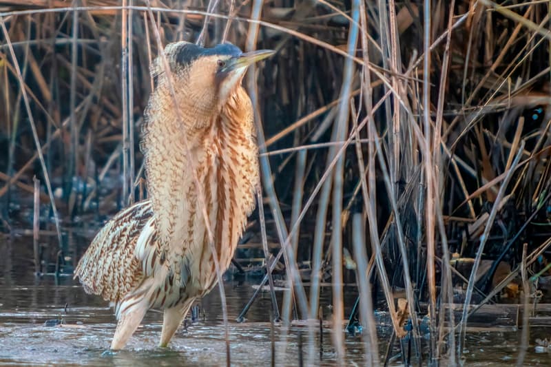 Oiseaux hivernants de Brenne Foucault