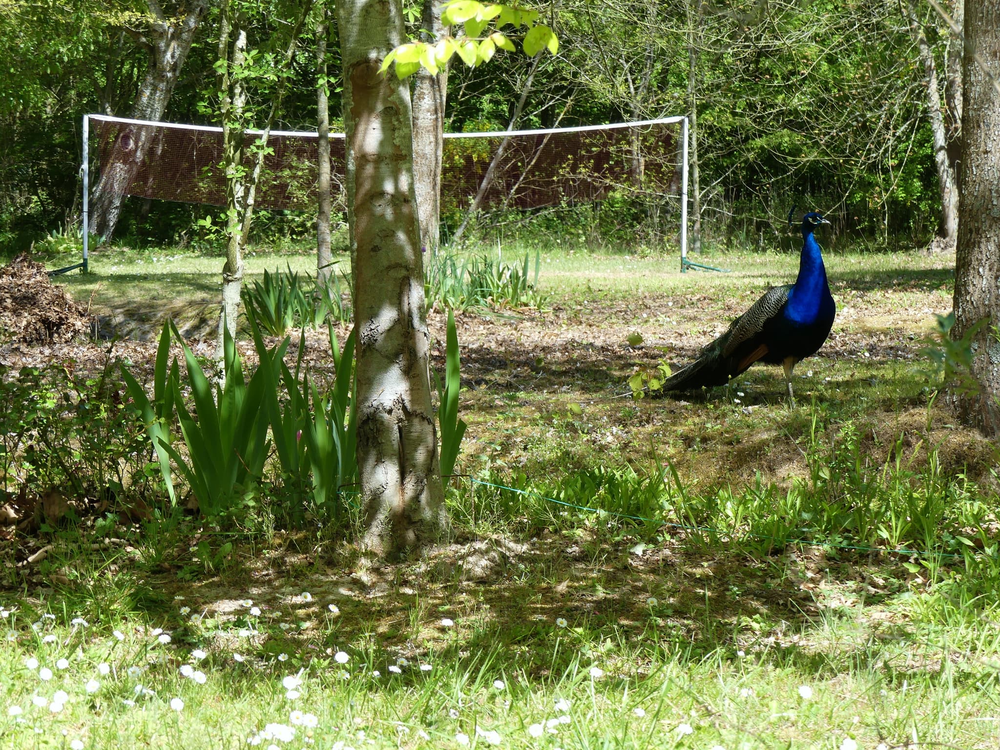 paon dans le jardin