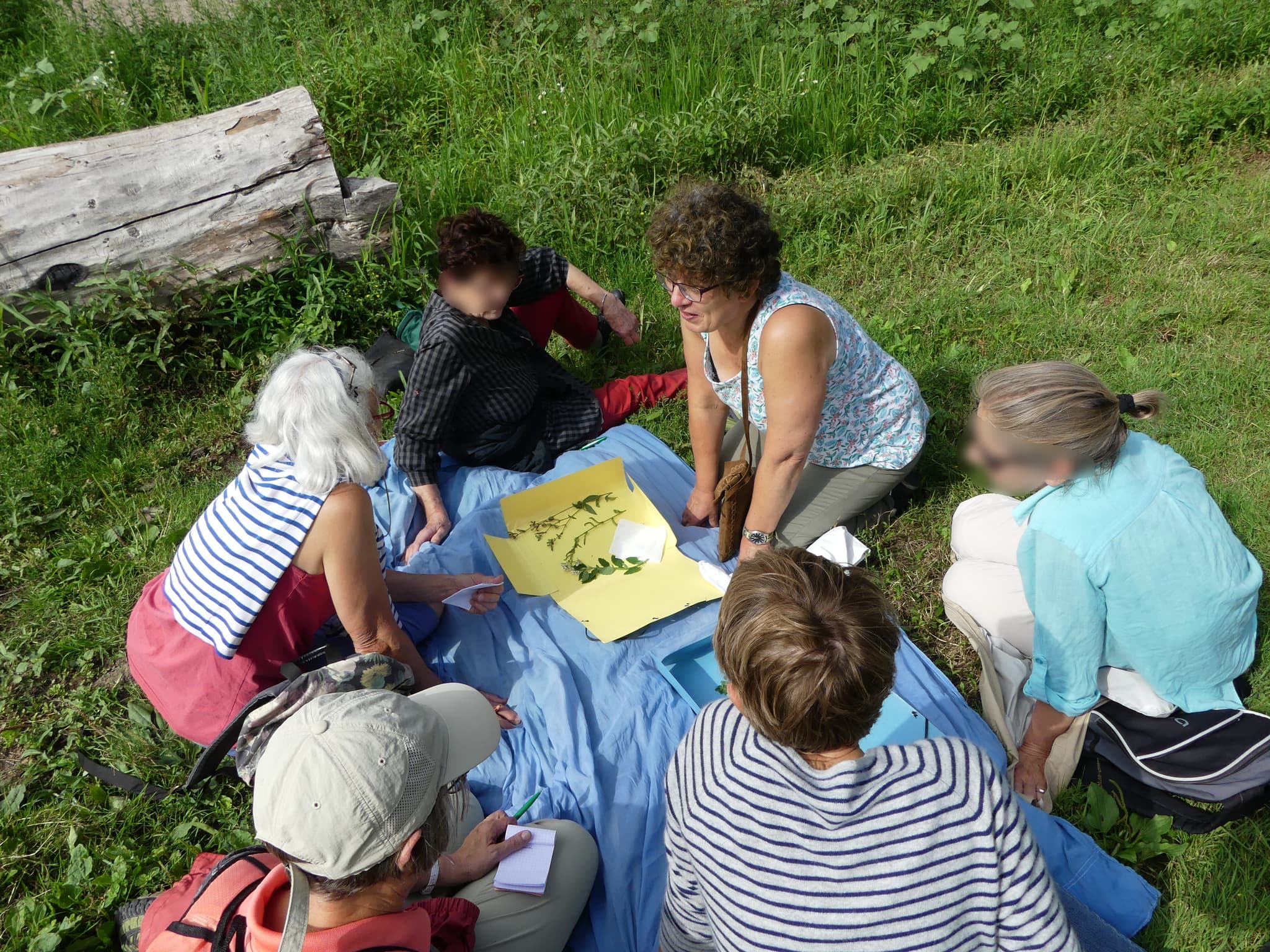 Reconnaissance de feuilles