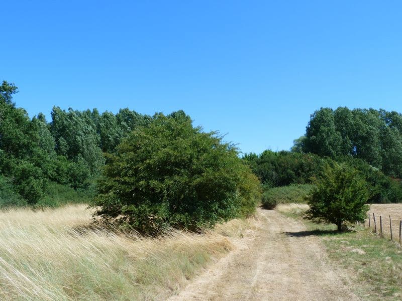 Bonny sur Loire - Les Iles de Bonny