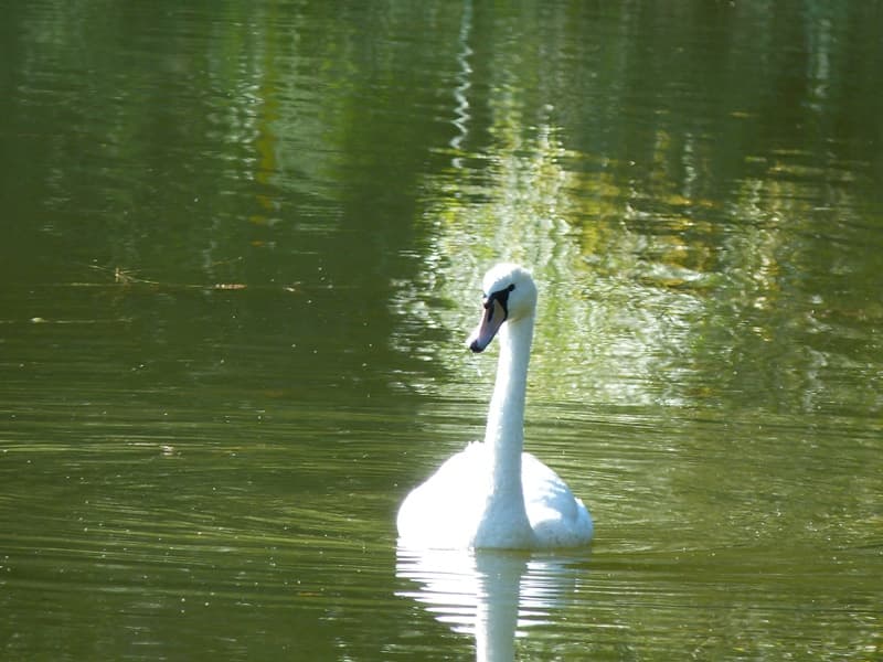 Etangs de Dordives