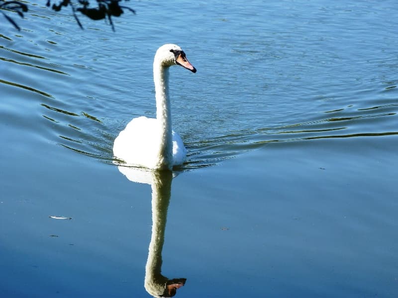 Etangs de Dordives
