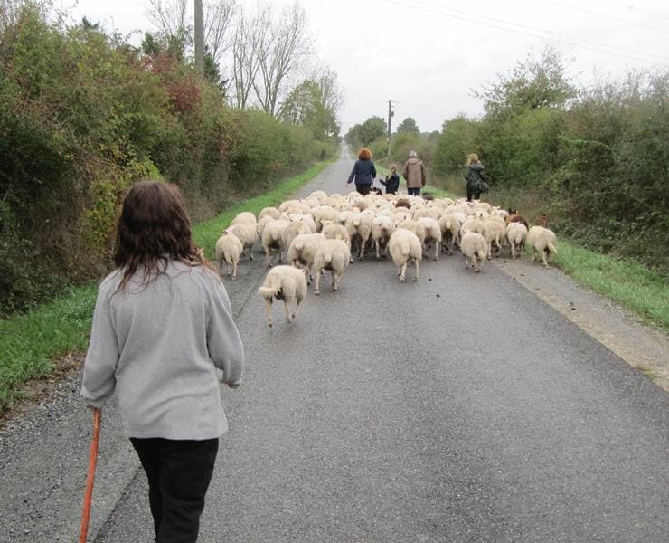 suite transhumance