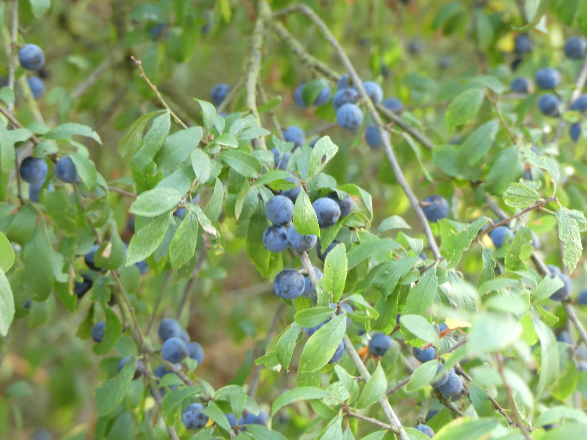 Les fruits d'automne