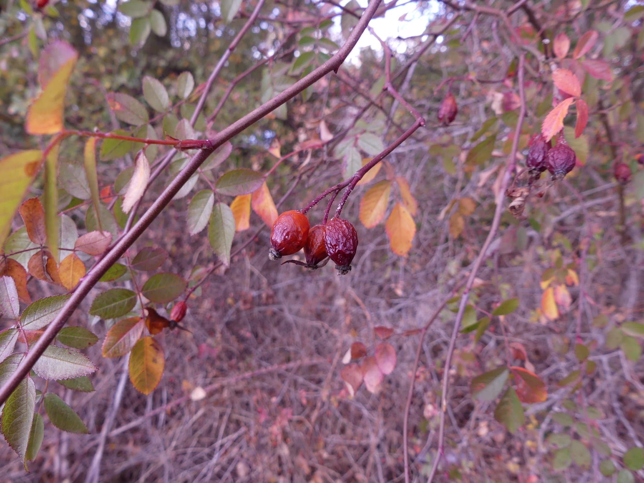 Couleurs d'automne
