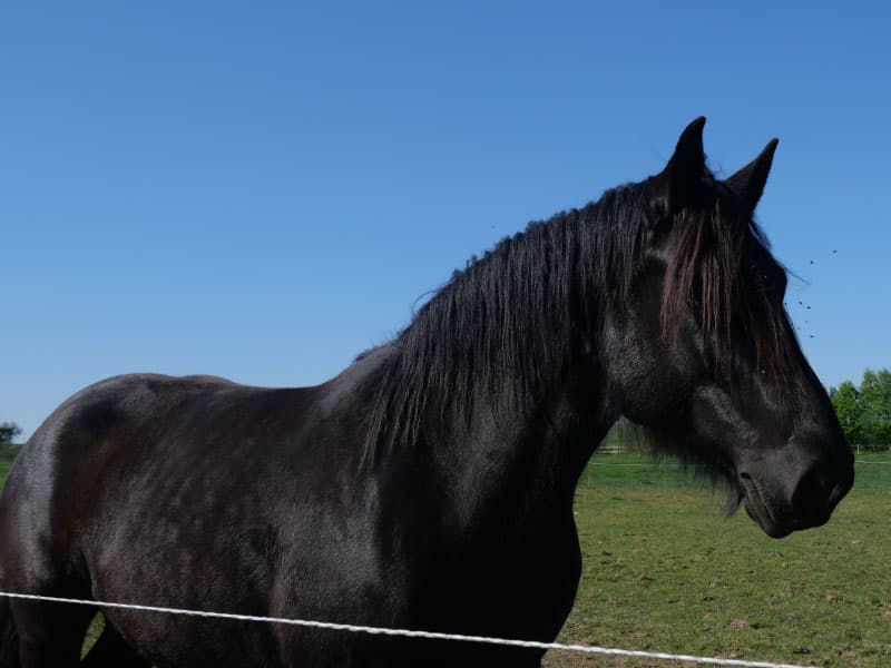 CHEVAUX